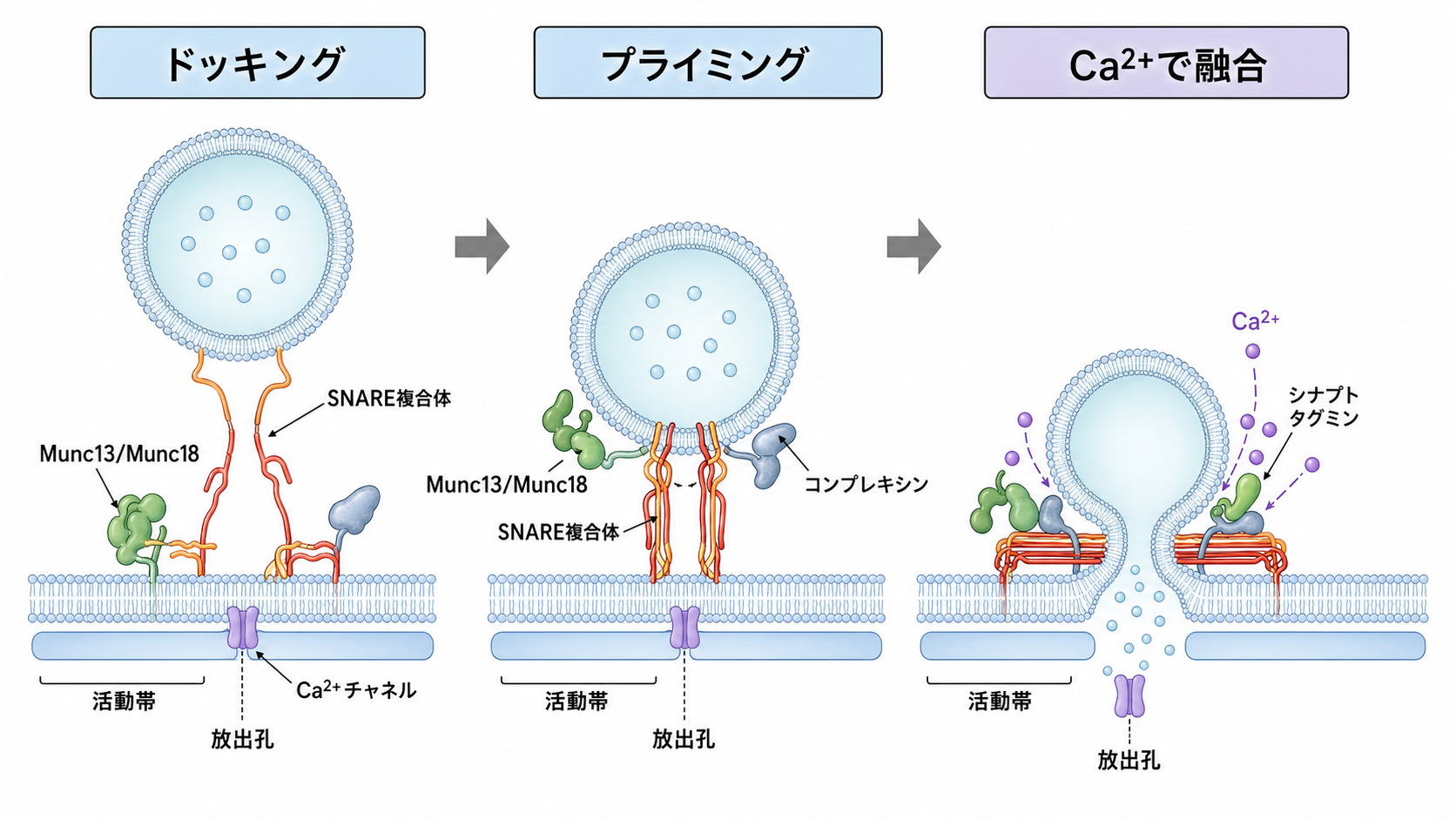 ドッキングからCa2+依存的融合までの分子機構