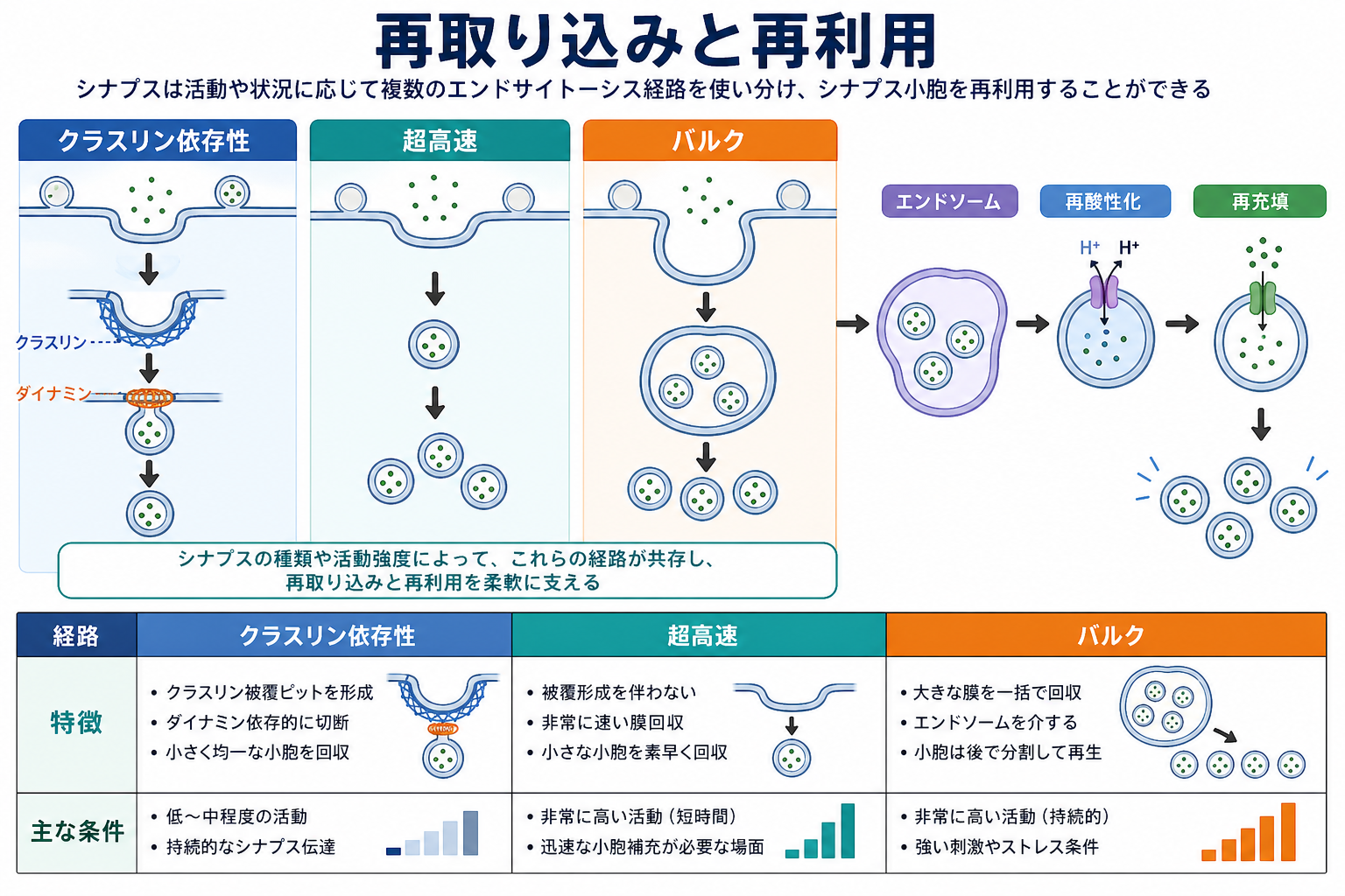 再取り込み経路と再利用の比較