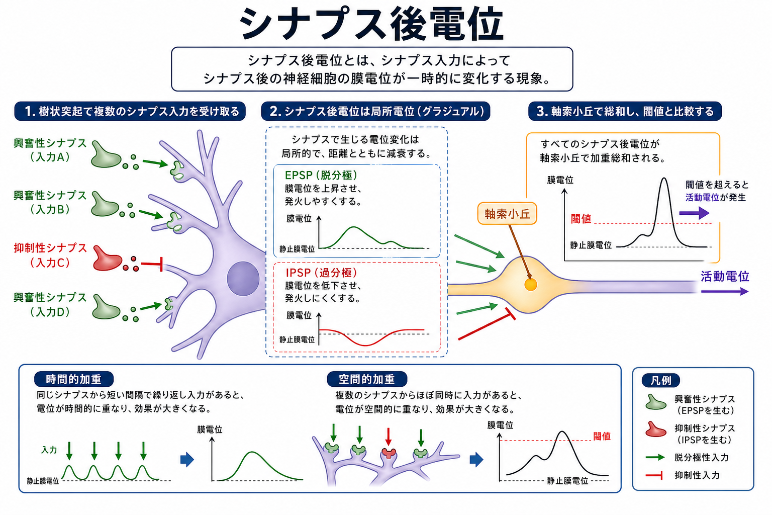 シナプス後電位の概念地図