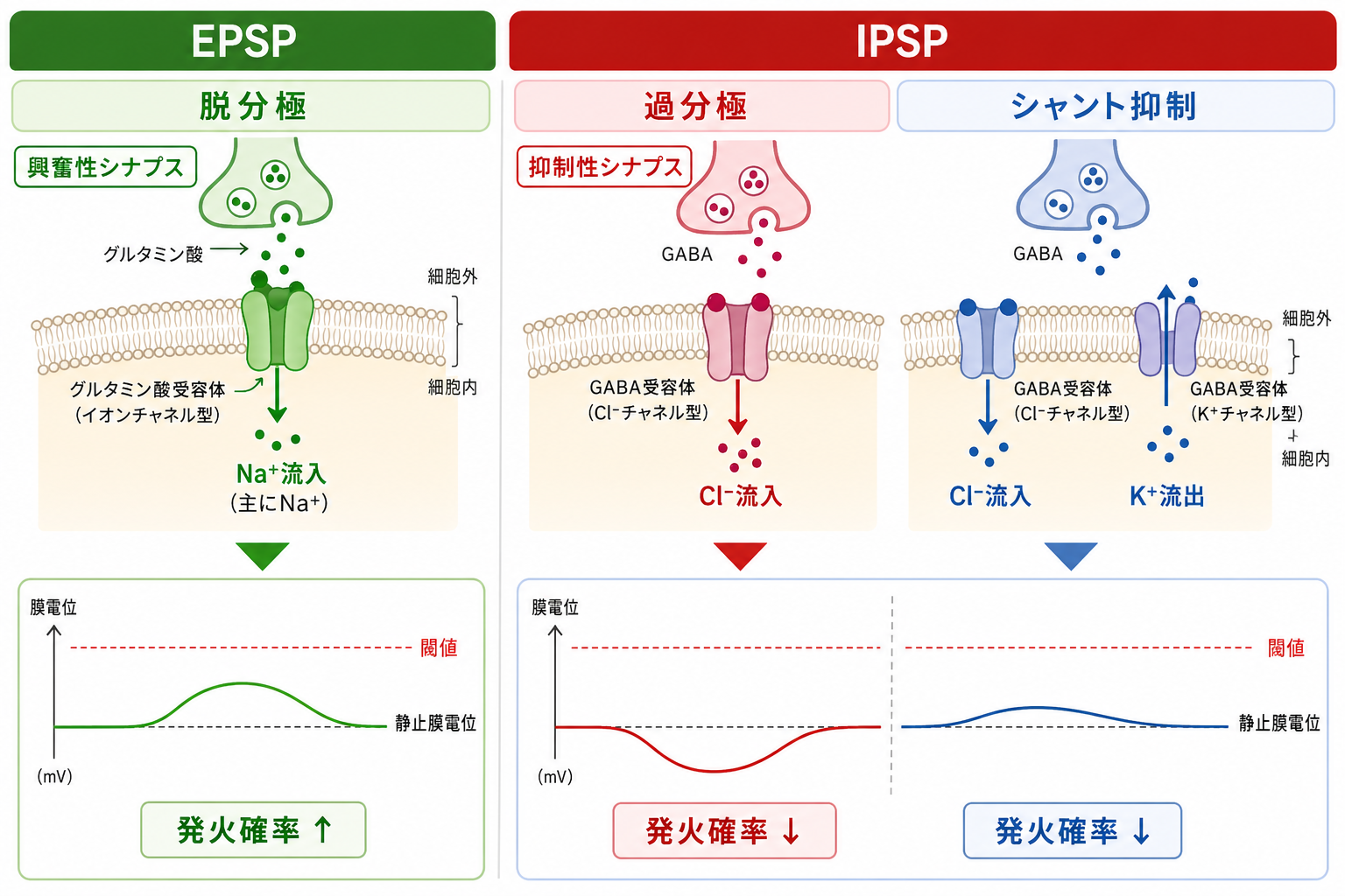 EPSPとIPSPの発生機構