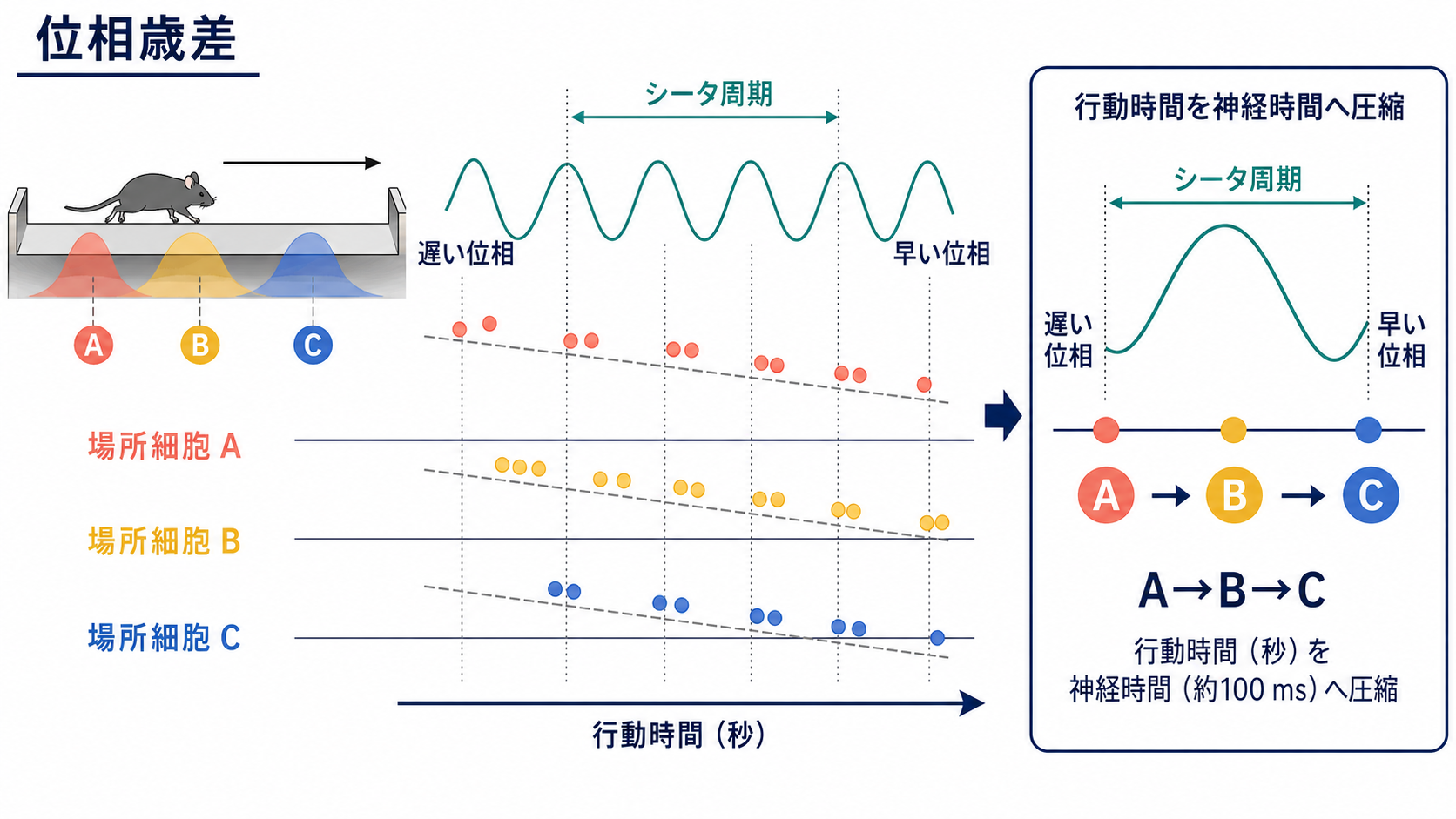 位相歳差とシータ系列の仕組み