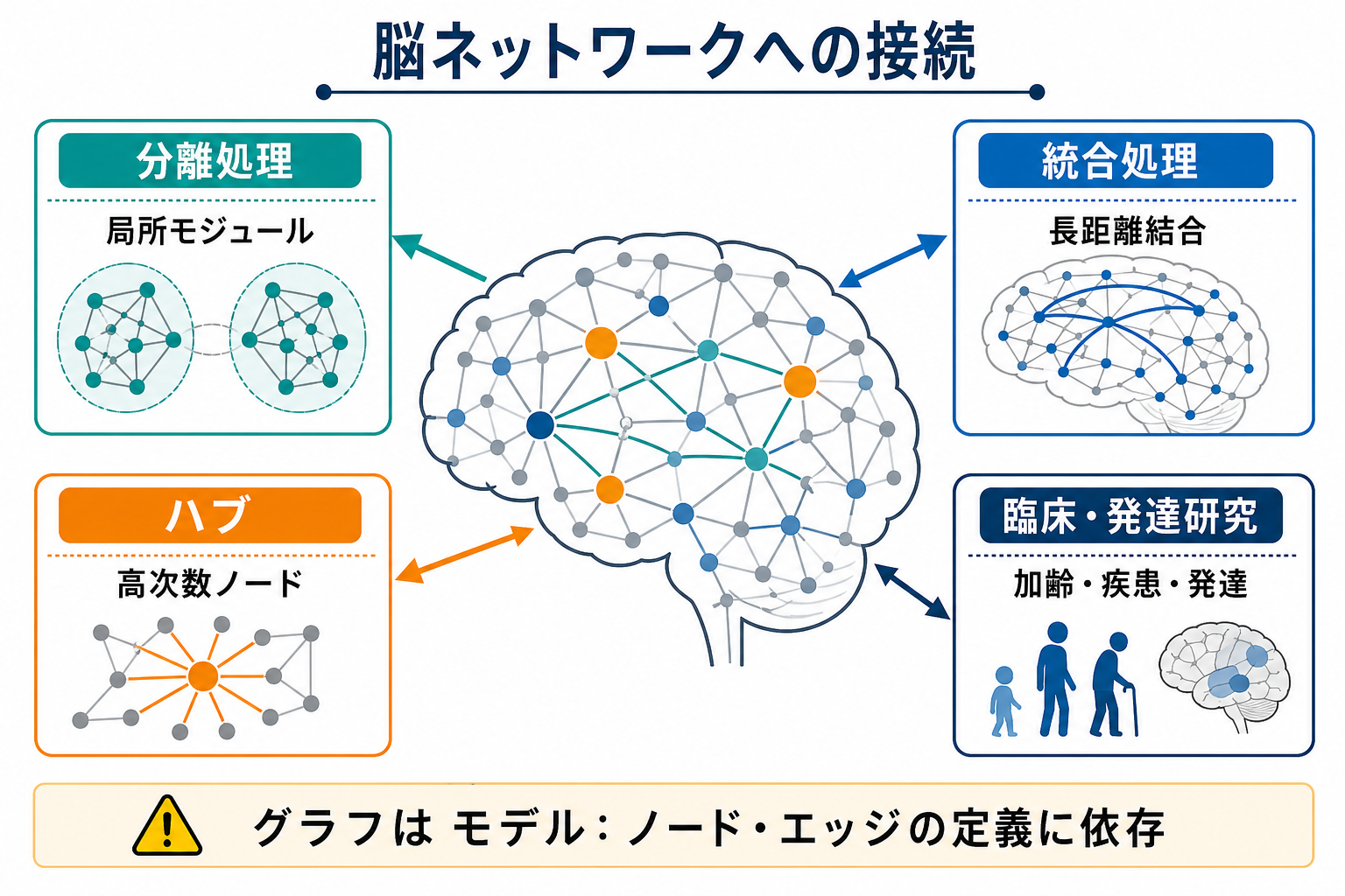 脳ネットワークにおける分離と統合