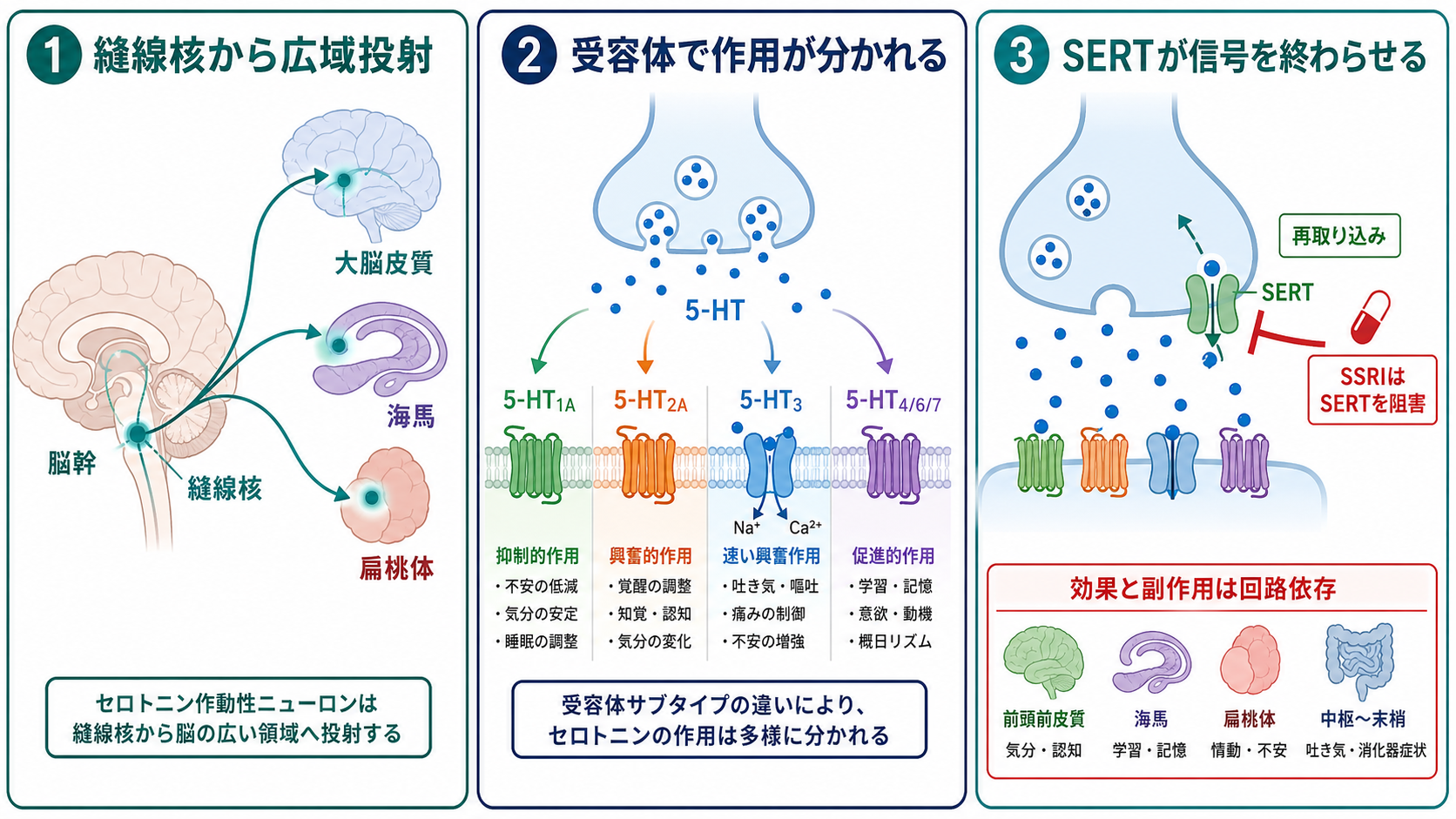 セロトニンの広域投射とSERTの仕組み