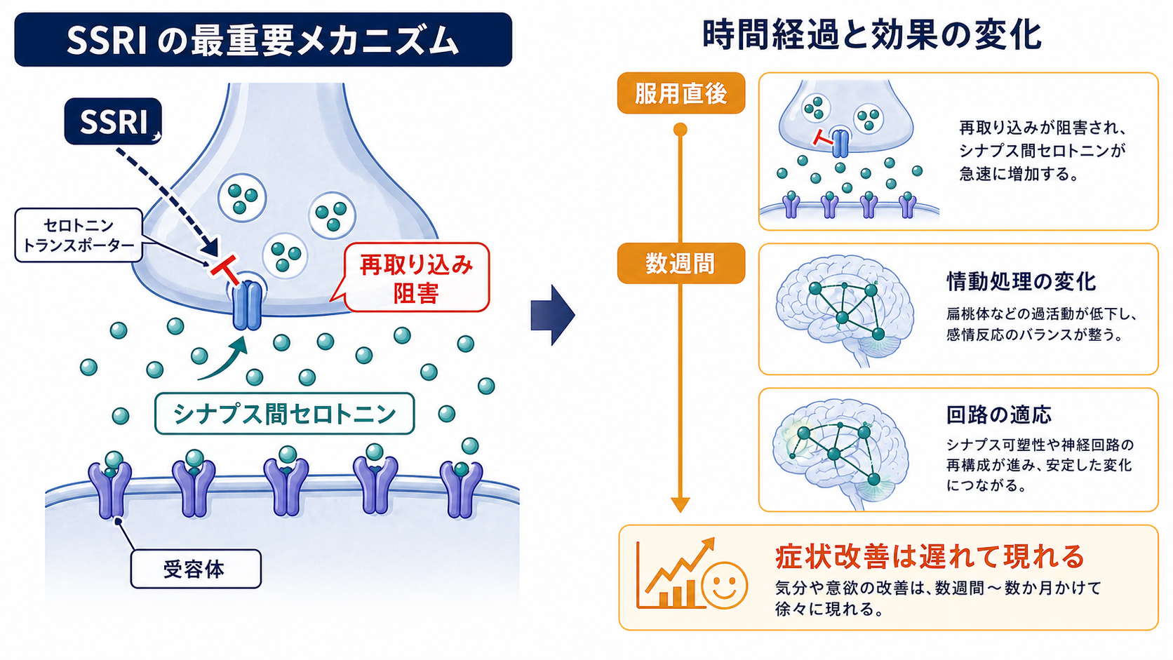 SSRIのシナプス作用と時間経過