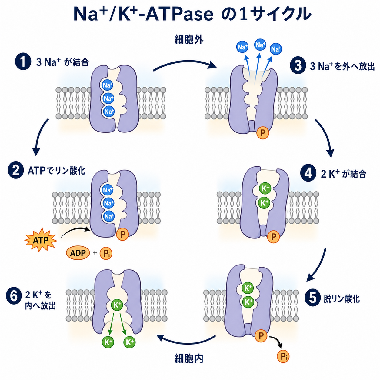 Na+/K+-ATPaseの輸送サイクル