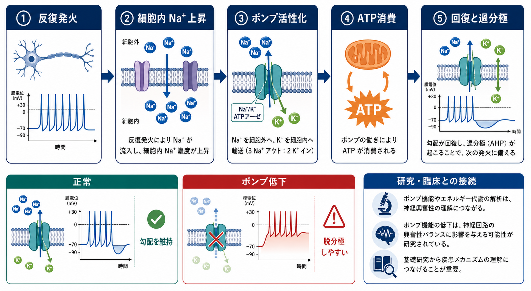 反復発火後のポンプ活性化と回復