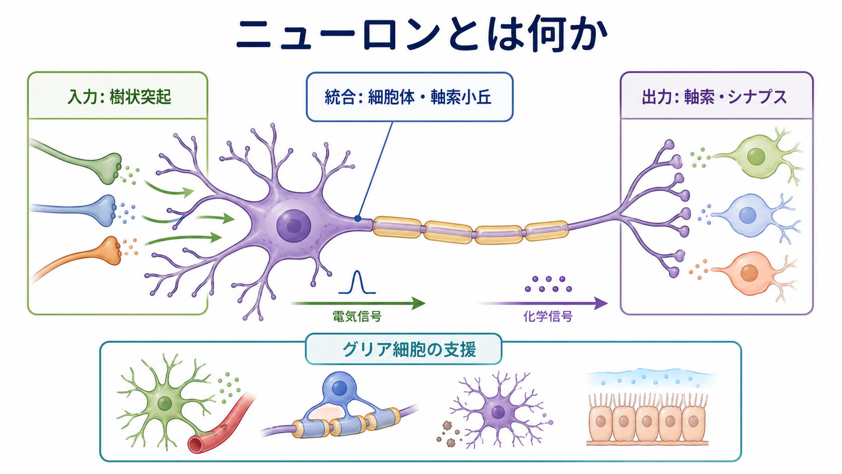 ニューロンの構造と情報の流れ