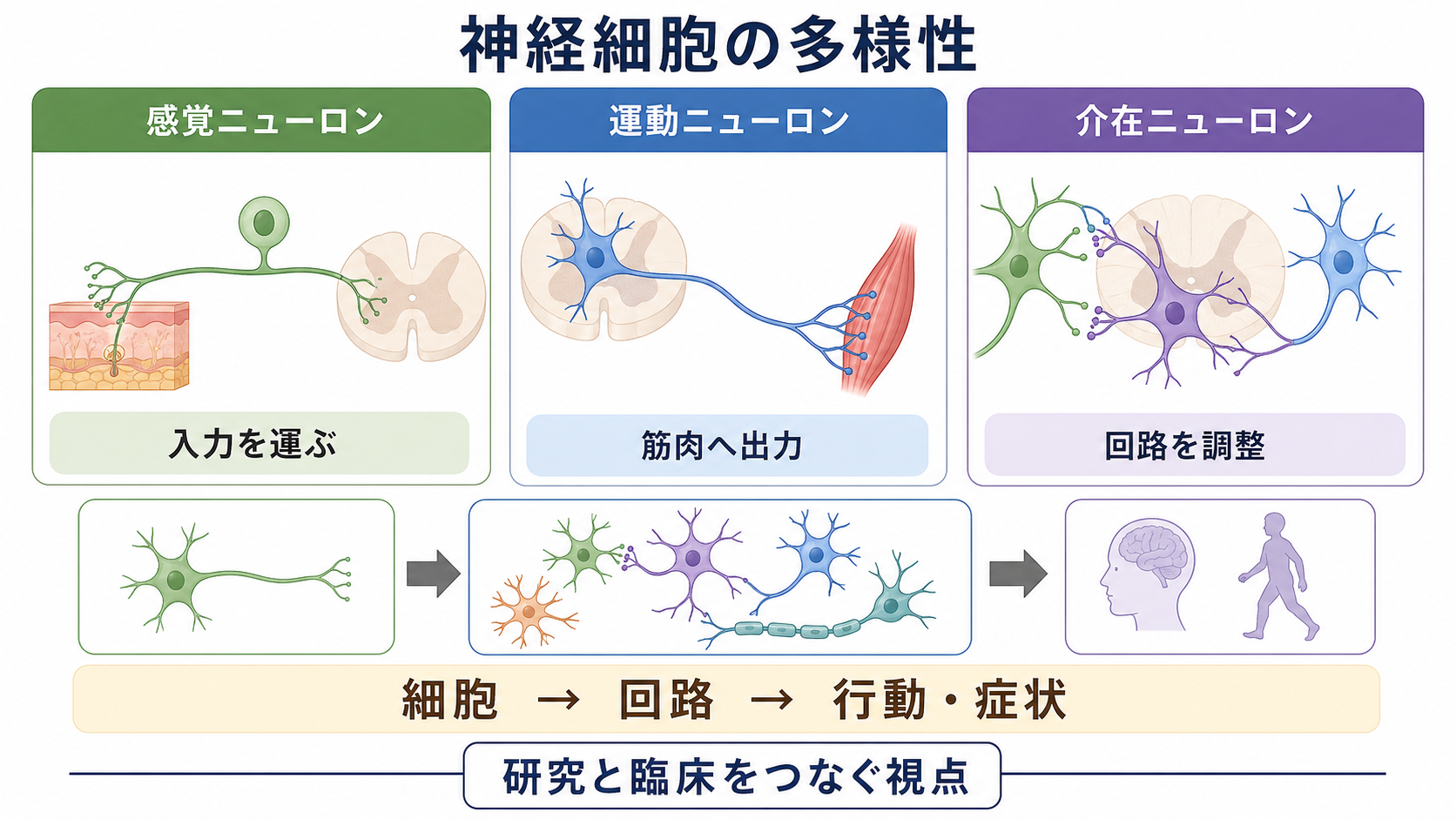 神経細胞の種類と研究・臨床への接続