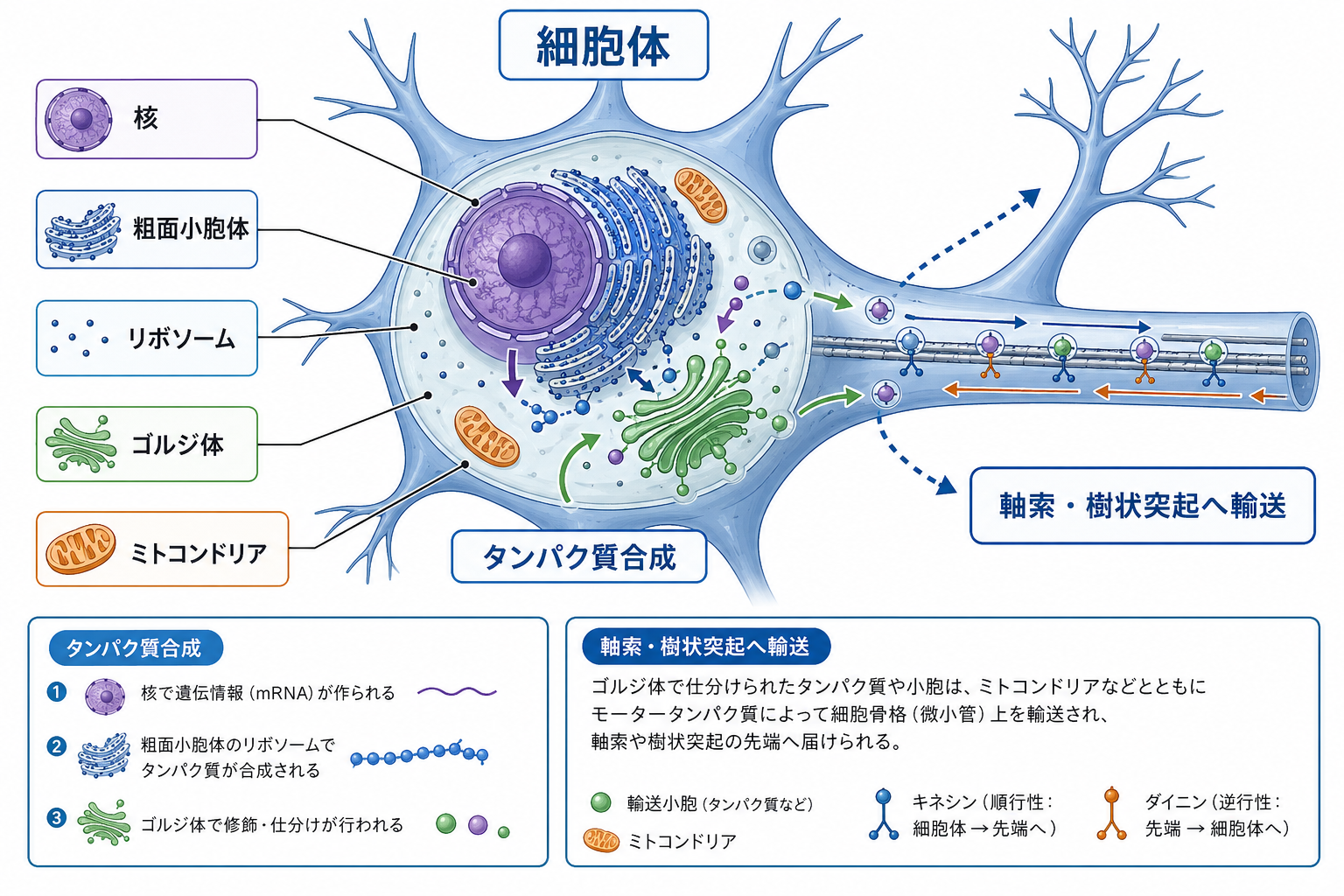 ニューロン細胞体の概念地図