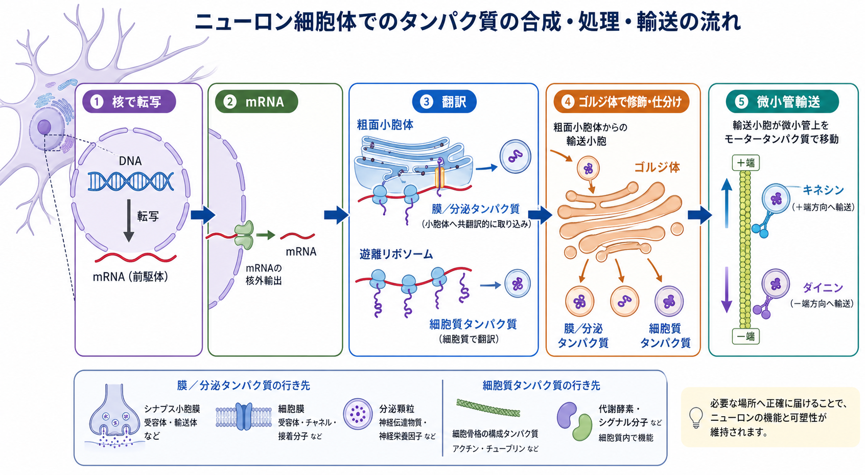 細胞体でのタンパク質合成と輸送