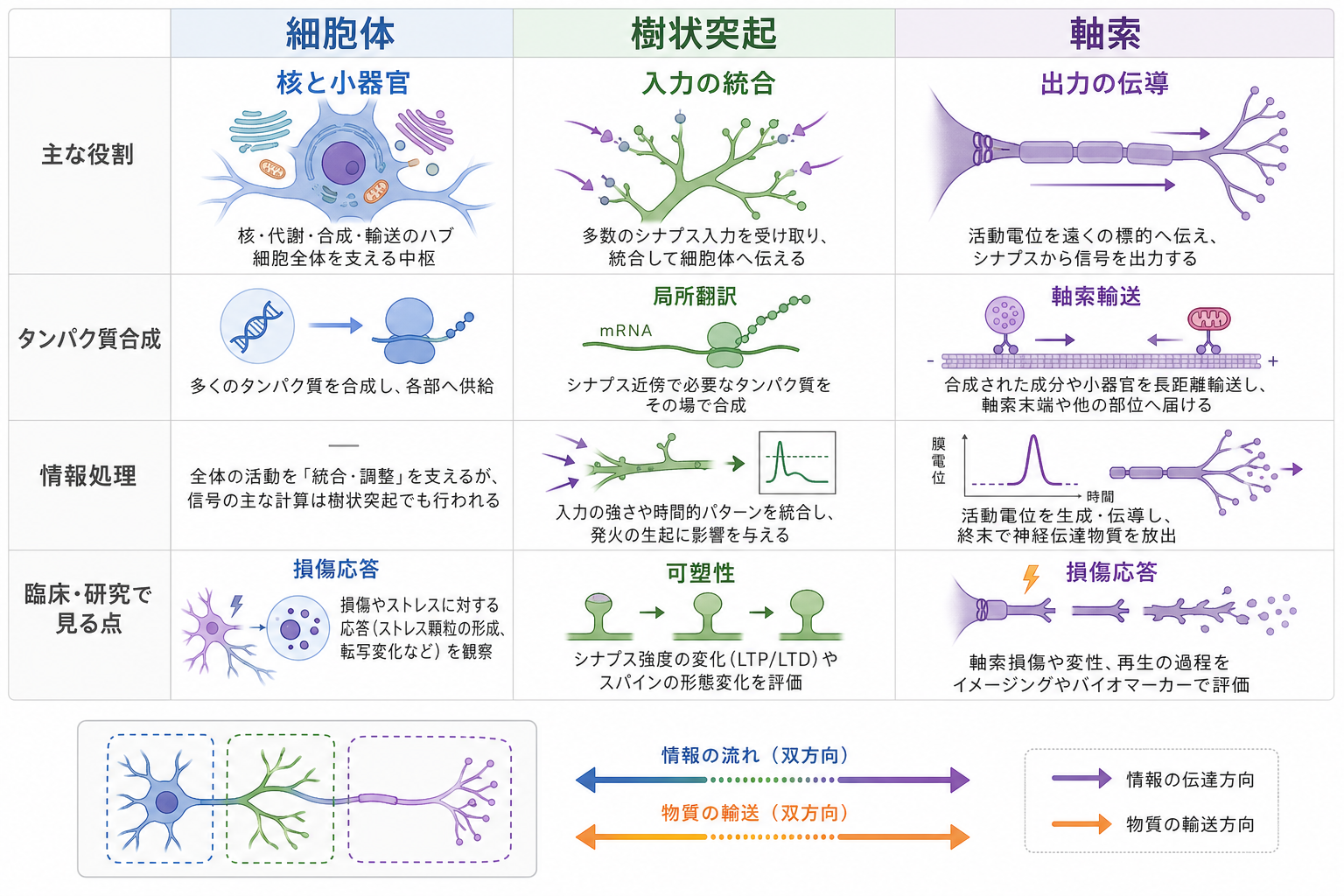 細胞体・樹状突起・軸索の比較