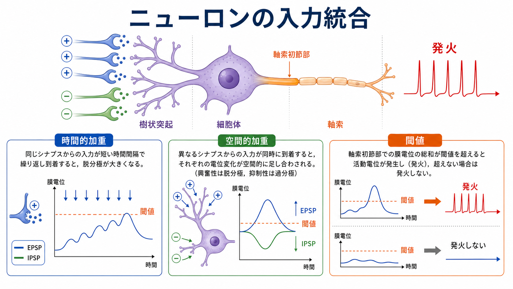 ニューロン入力統合の全体像