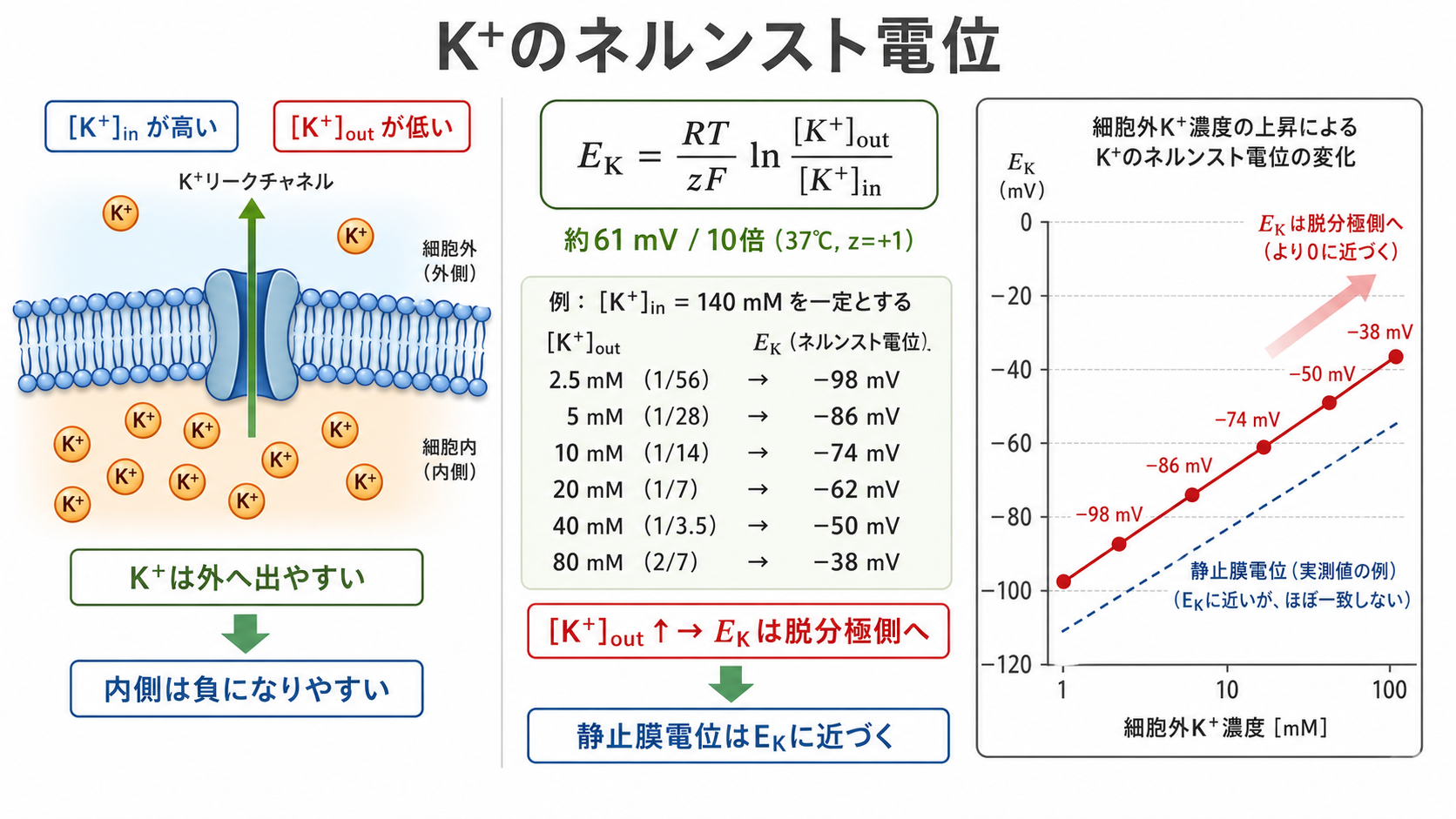K+のネルンスト電位と細胞外K+濃度