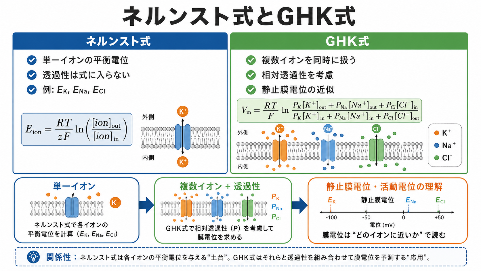 ネルンスト式とGHK式の比較