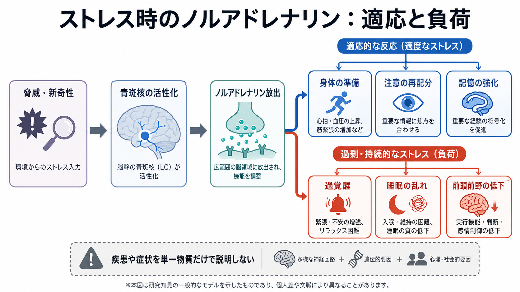 ストレス時のノルアドレナリンの適応と負荷