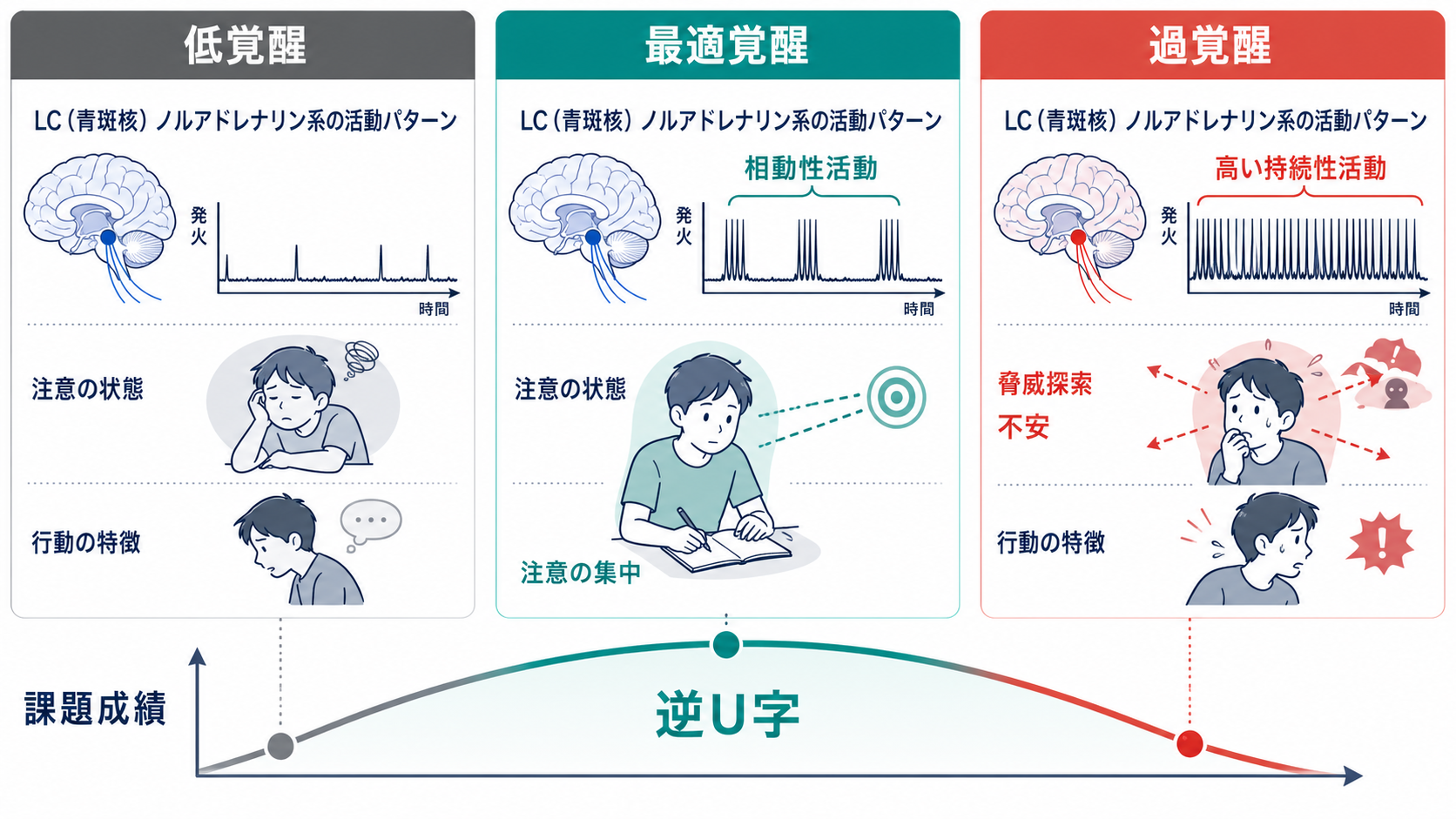 青斑核ノルアドレナリン系の活動モードと逆U字