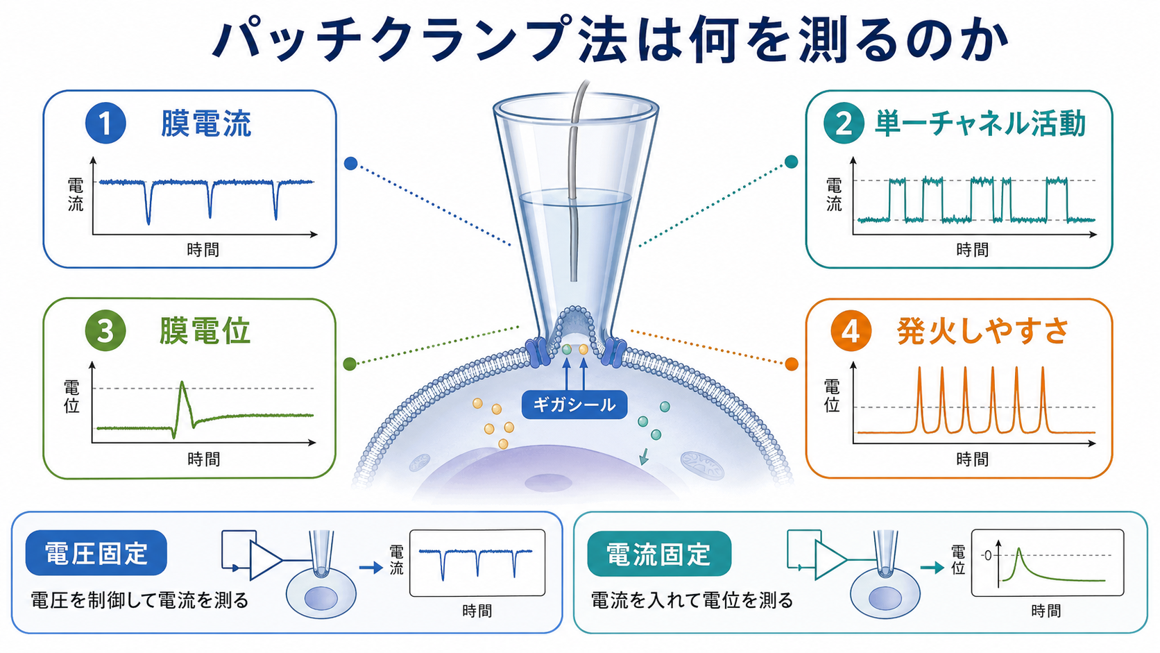 パッチクランプ法で測れる量の概念地図
