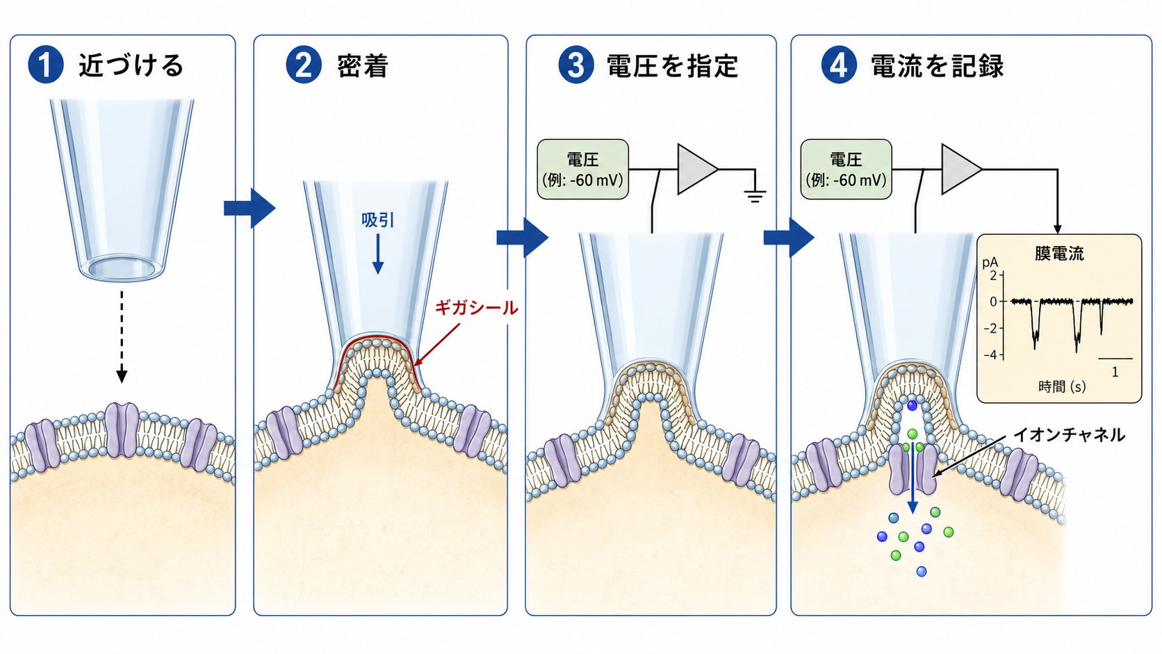 ギガシール形成から膜電流記録までの流れ