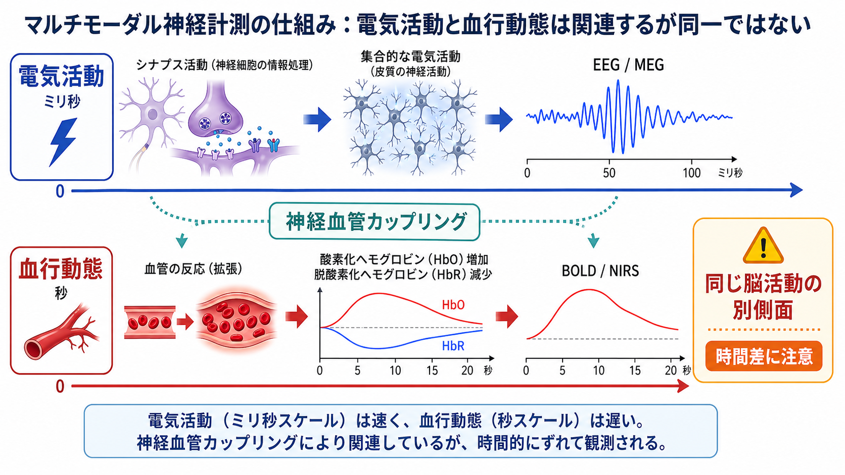 電気活動と血行動態の時間差
