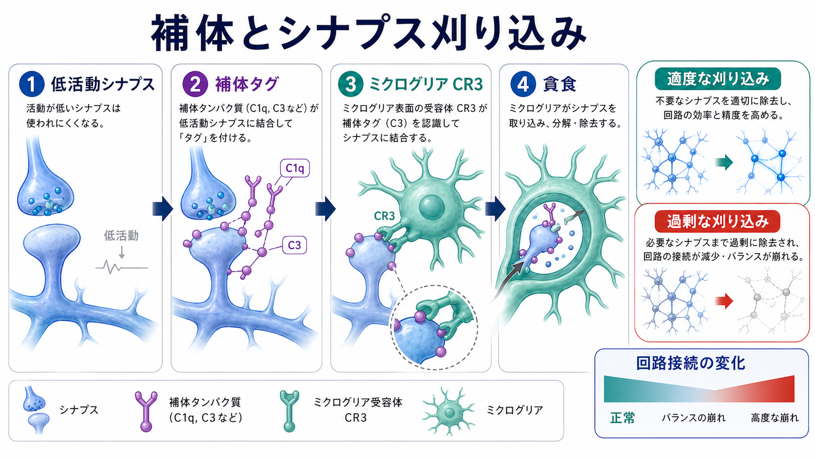 補体依存的シナプス刈り込みの仕組み