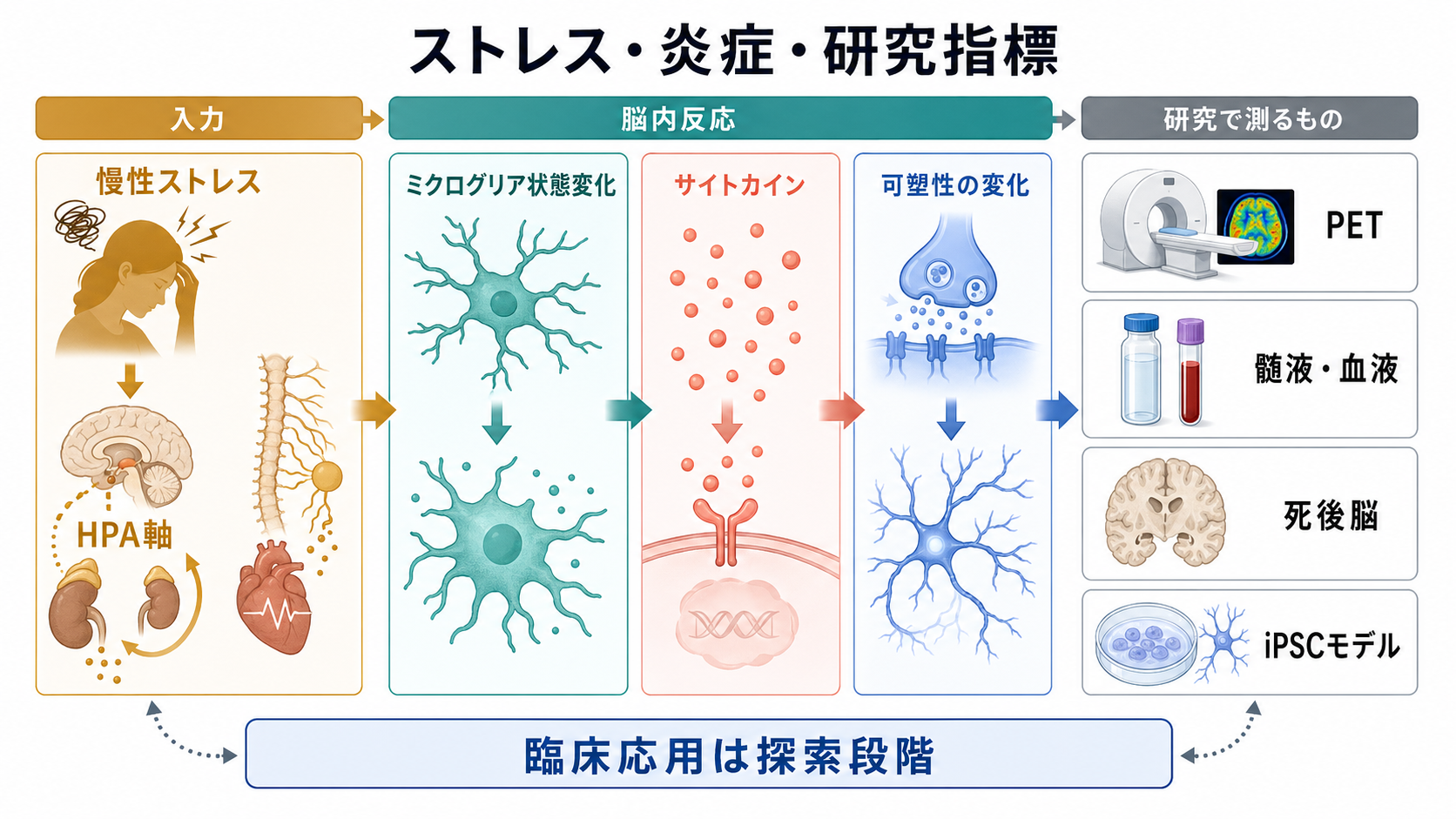 ストレスと神経炎症の研究指標