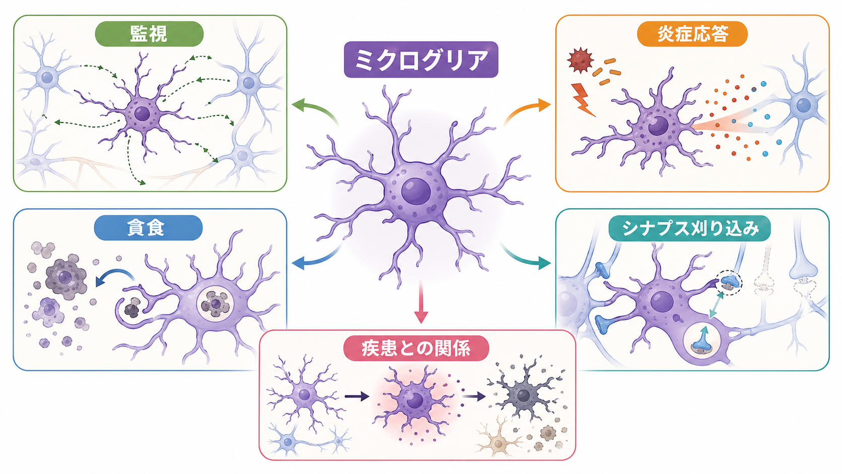 ミクログリアの役割の概念地図