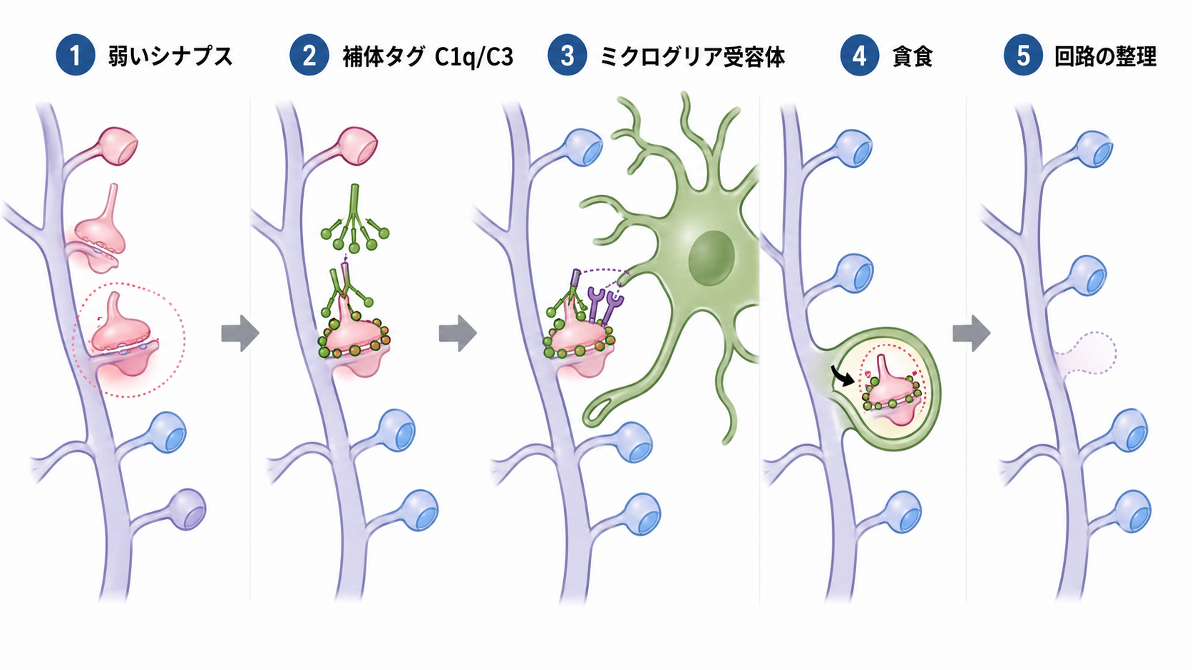 補体タグを介したシナプス刈り込み