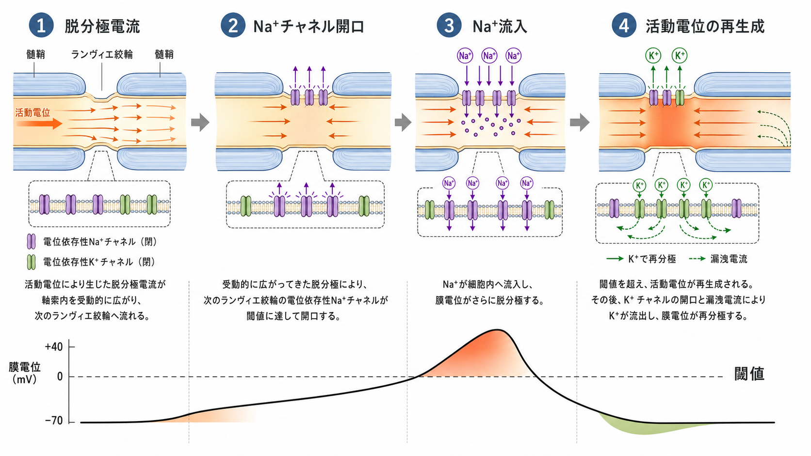 ランヴィエ絞輪で活動電位が再生成される仕組み