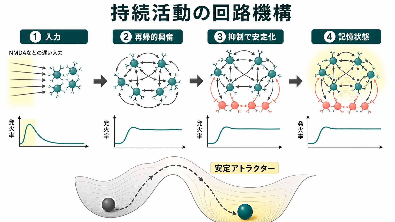 持続活動を生む回路機構