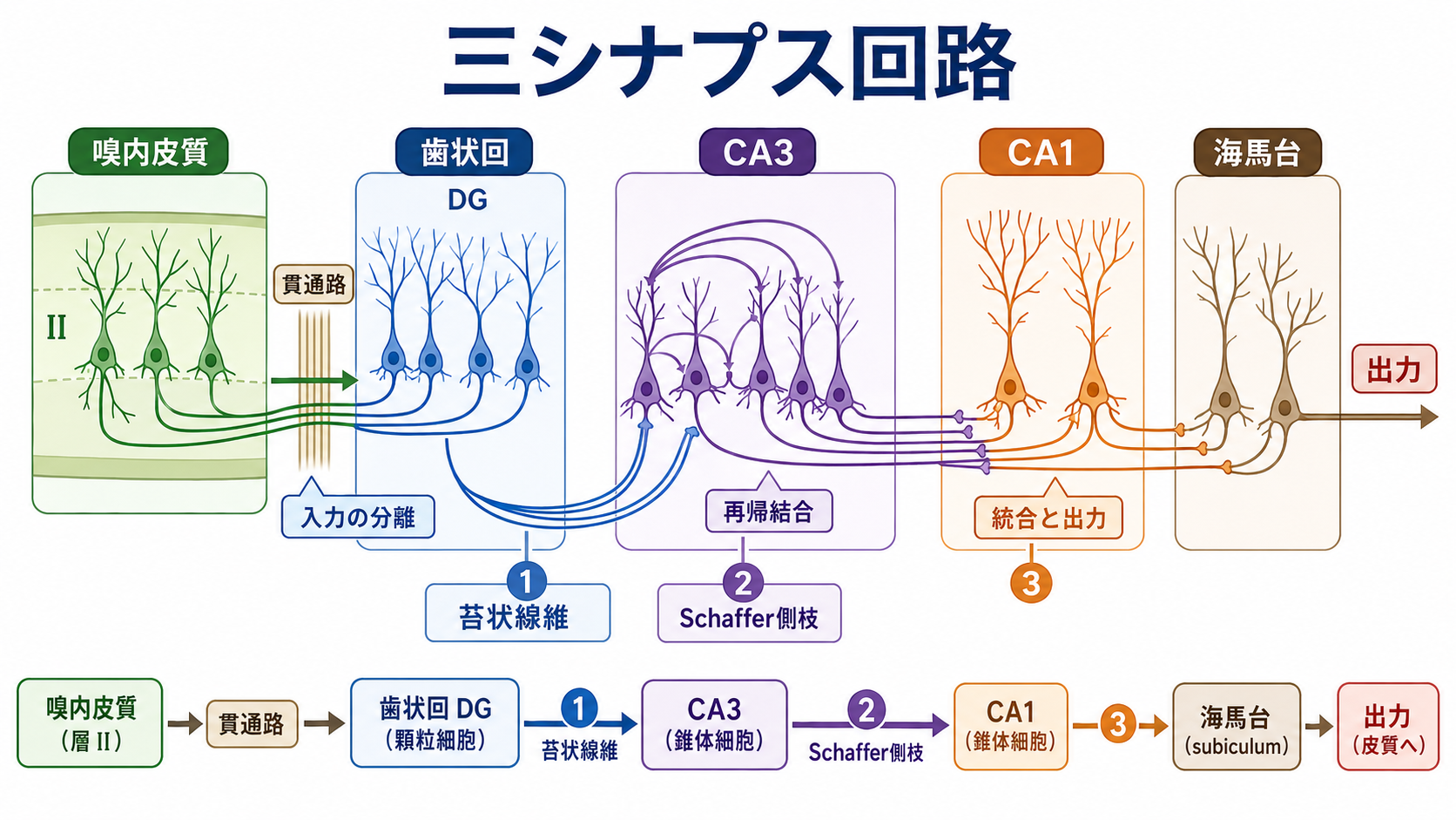三シナプス回路の概念地図