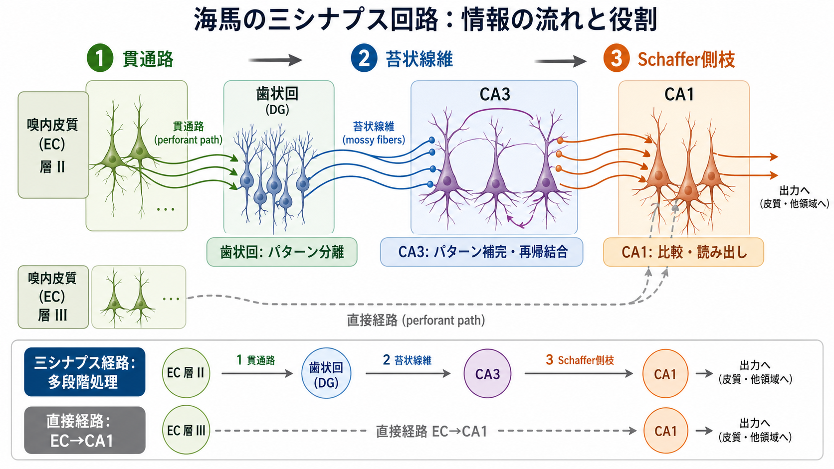 三シナプス回路の情報の流れ