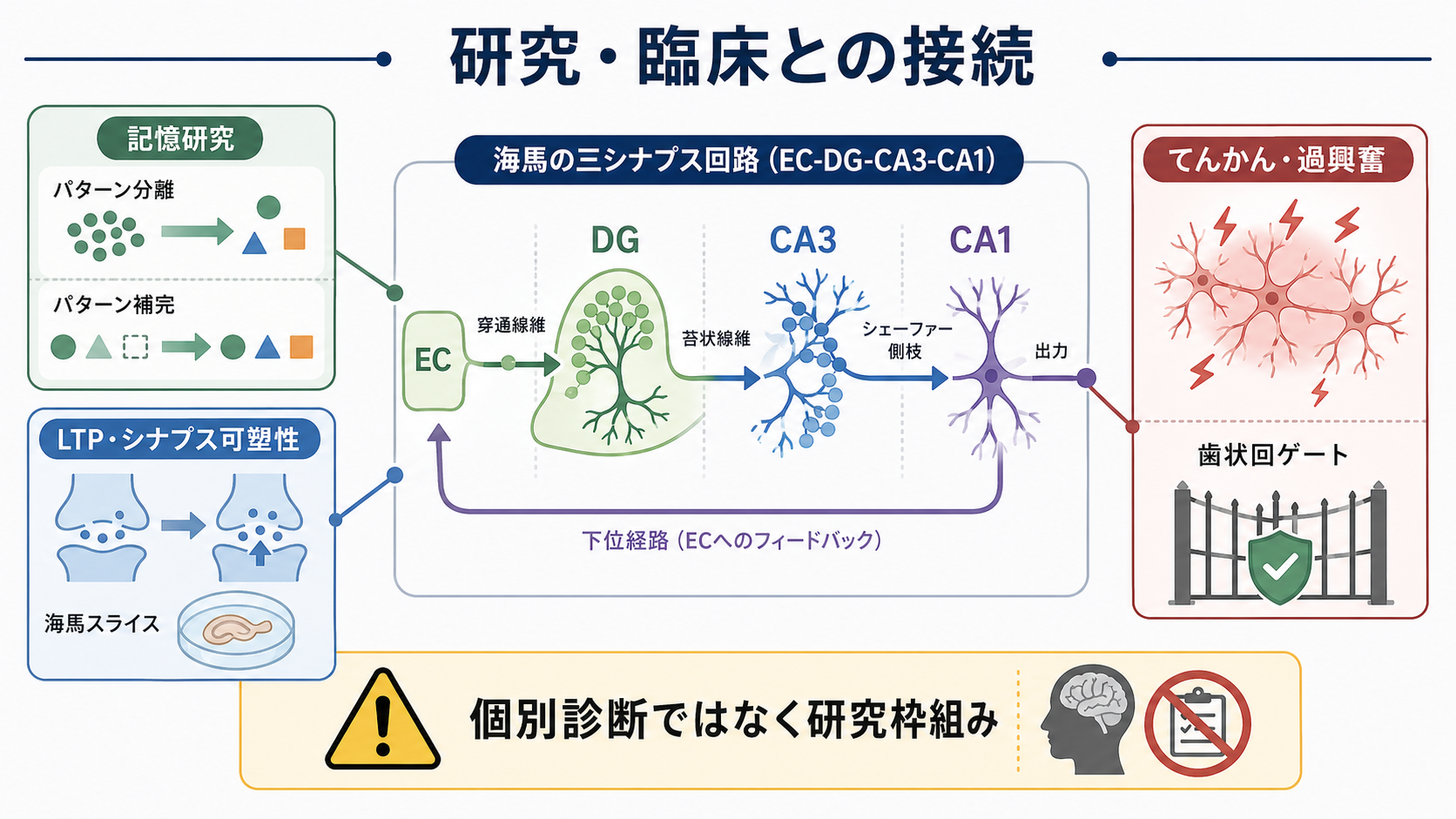 三シナプス回路と研究応用