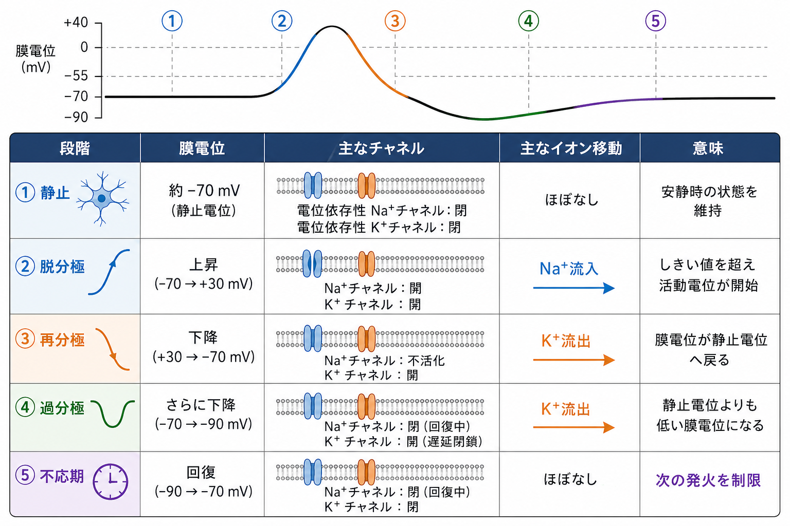 活動電位の段階と不応期