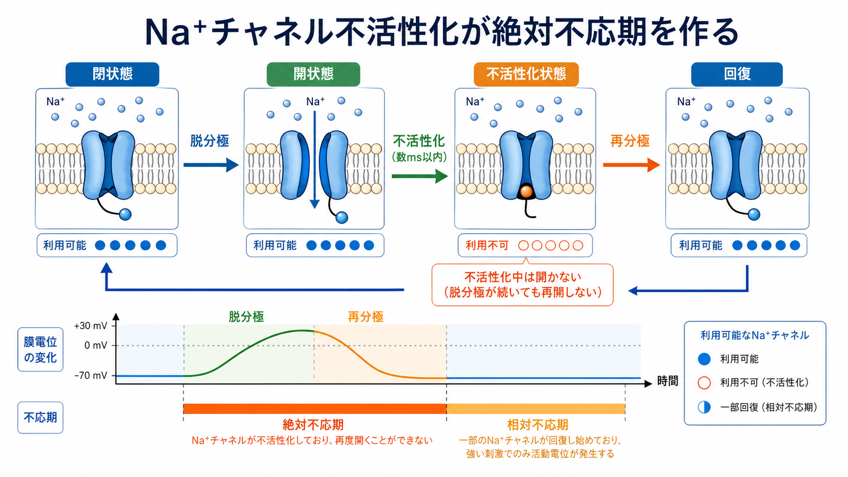 Na+チャネル不活性化と絶対不応期