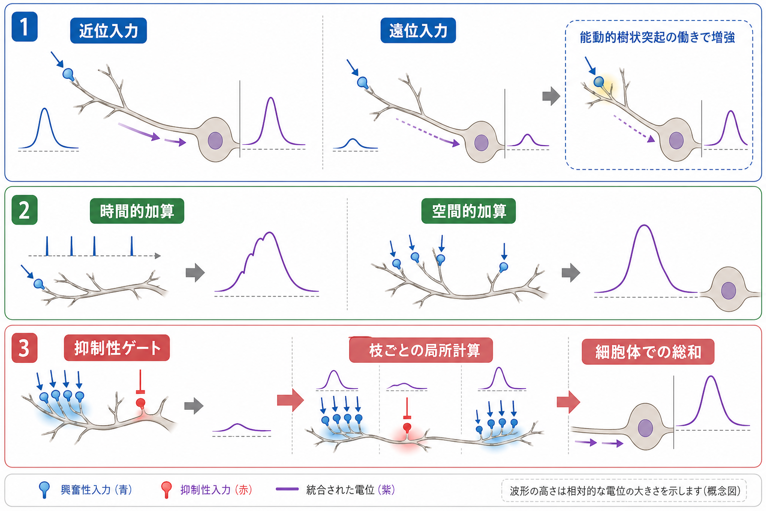 抑制性介在ニューロンが発火タイミングを整える仕組み