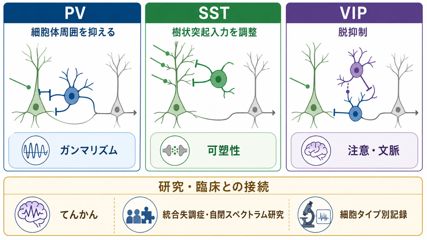 介在ニューロンの細胞タイプと研究・臨床との接続