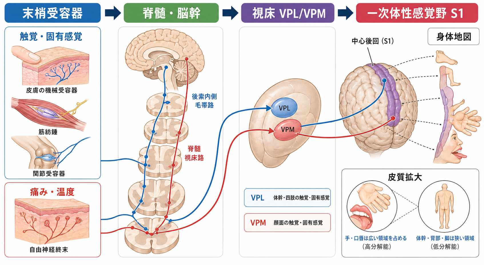 体性感覚ネットワークの全体概念図