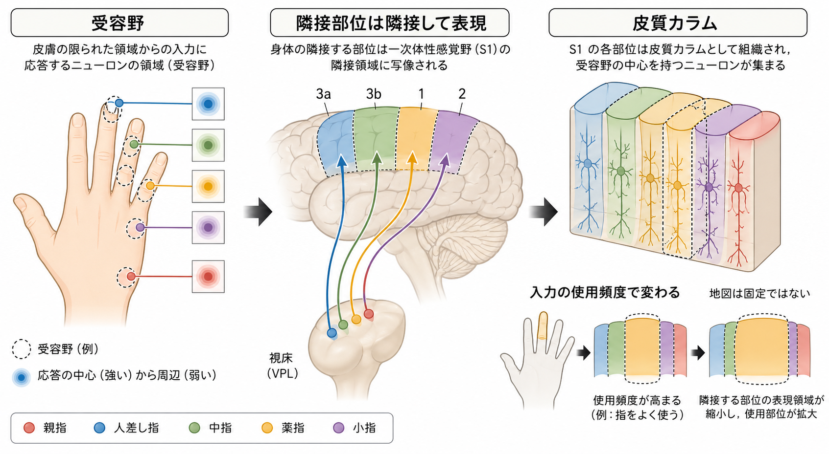 受容野と一次体性感覚野の地図表現