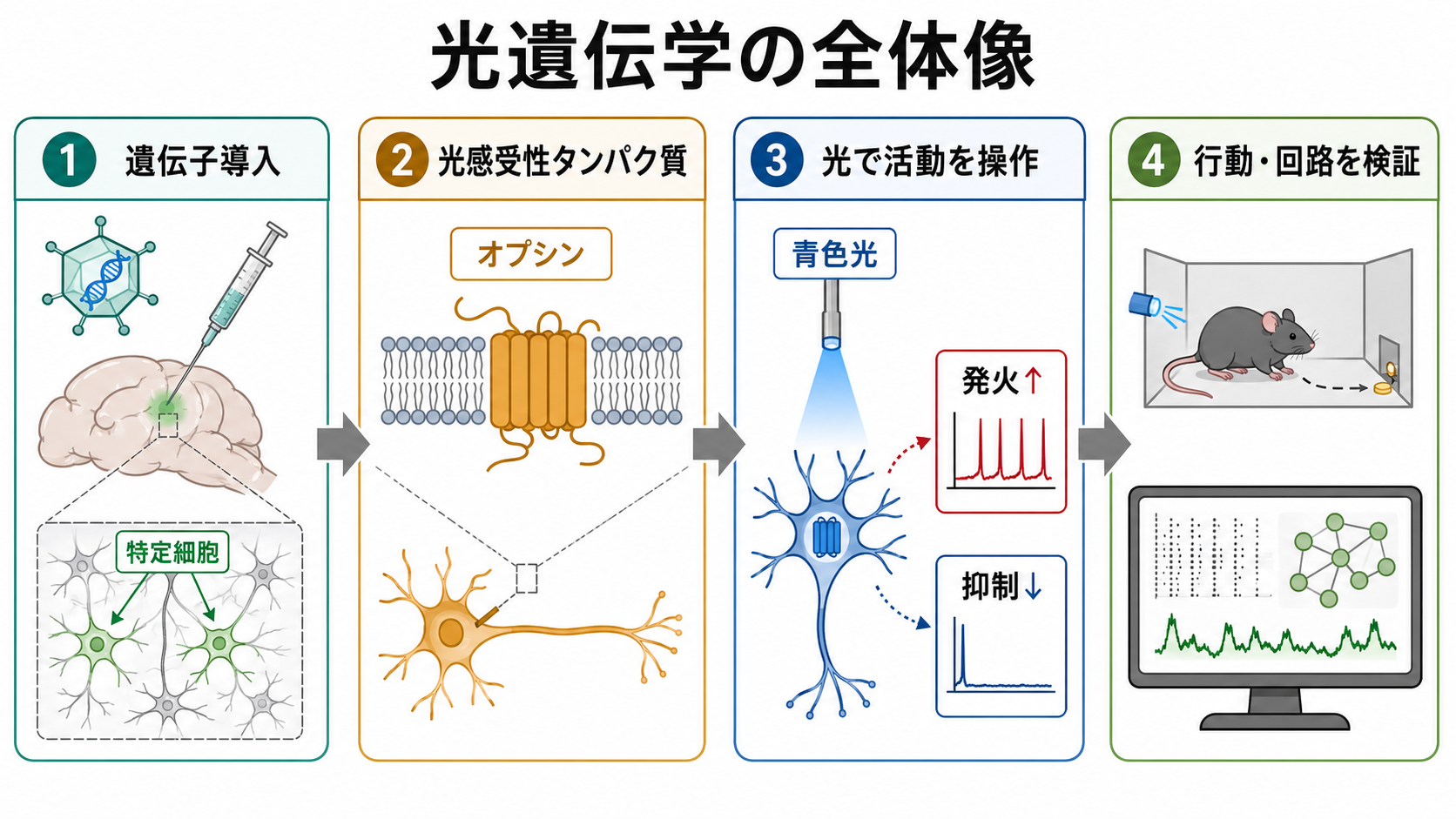 光遺伝学の全体像