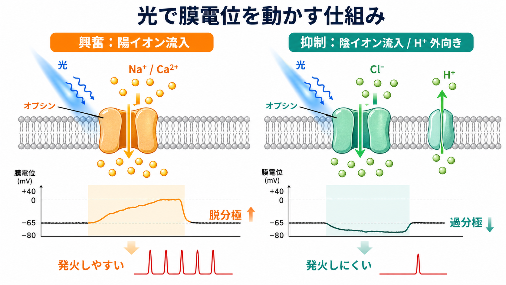 光で膜電位を動かす仕組み