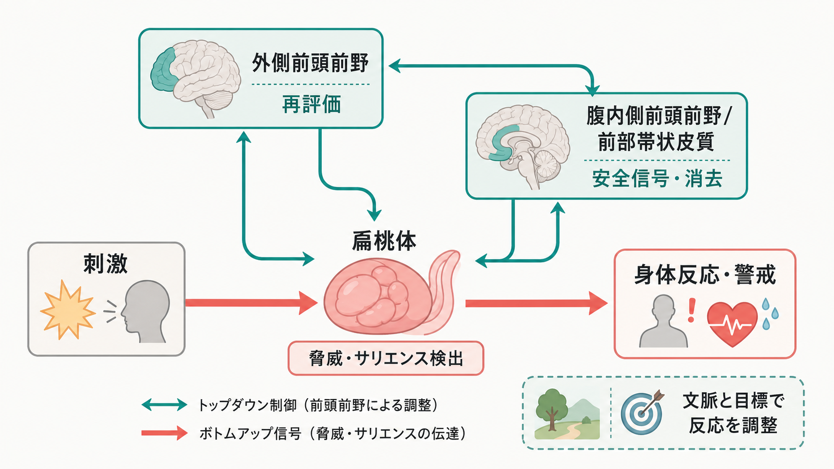 前頭前野から扁桃体へのトップダウン調整