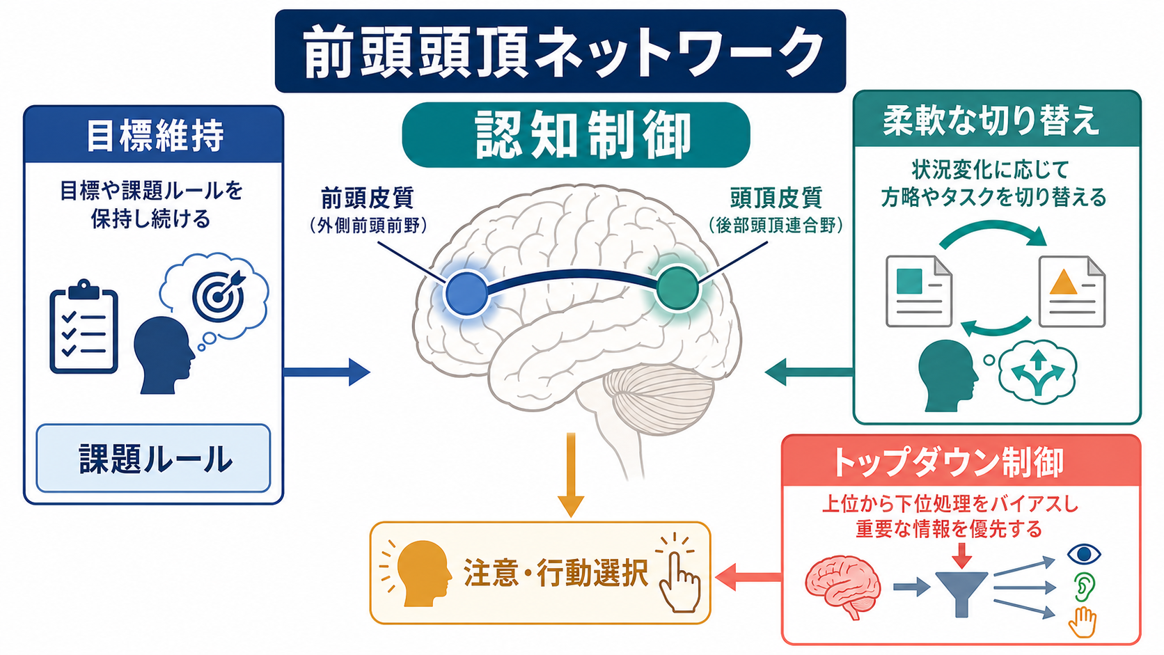 前頭頭頂ネットワークと認知制御の概念図