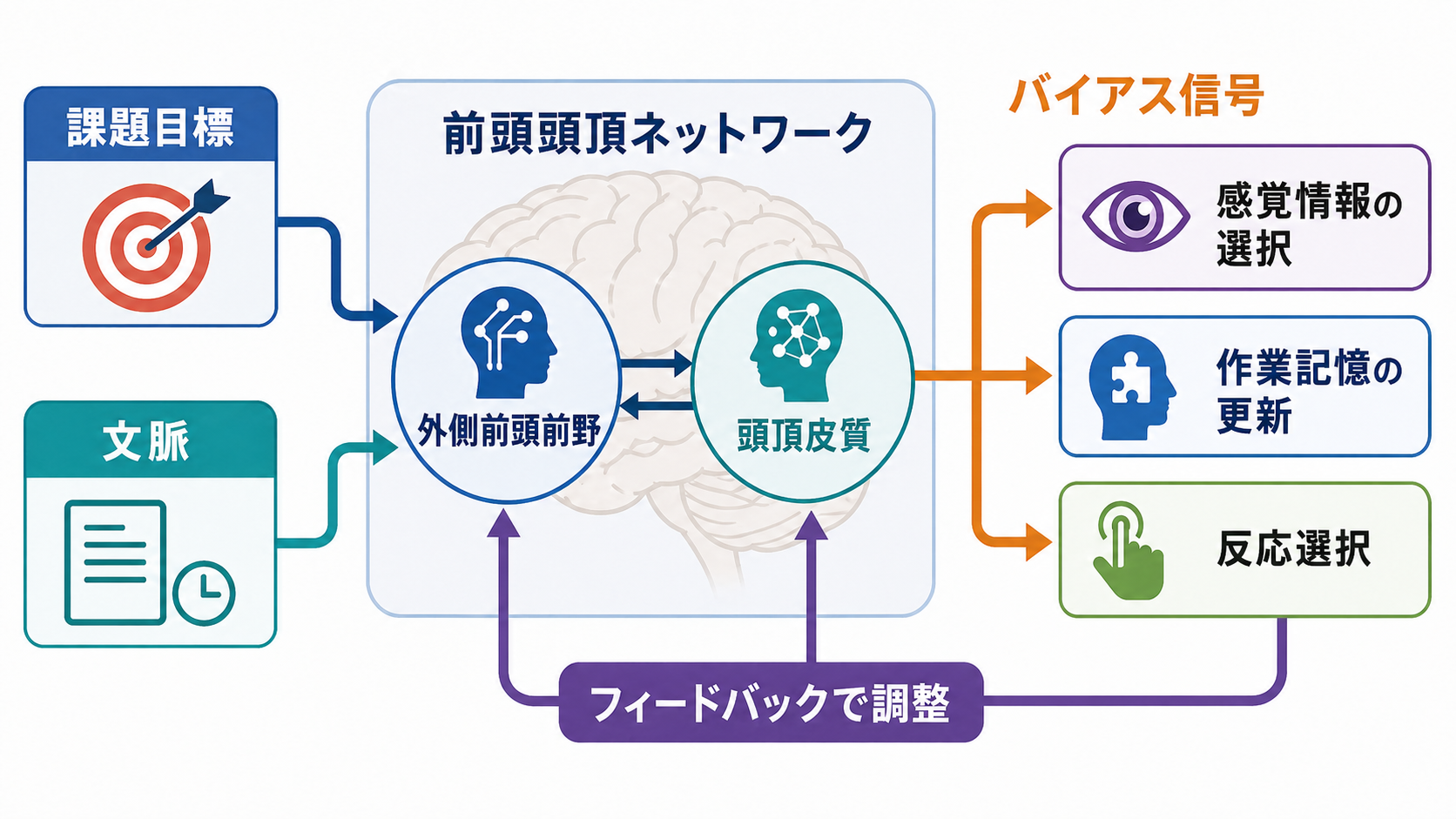 前頭頭頂ネットワークが送るトップダウンのバイアス信号