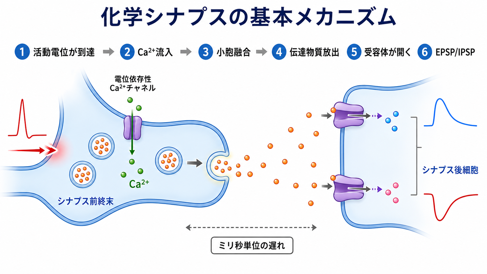 化学シナプスの伝達メカニズム