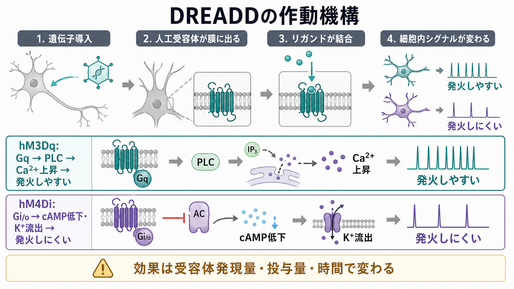 DREADDの作動機構