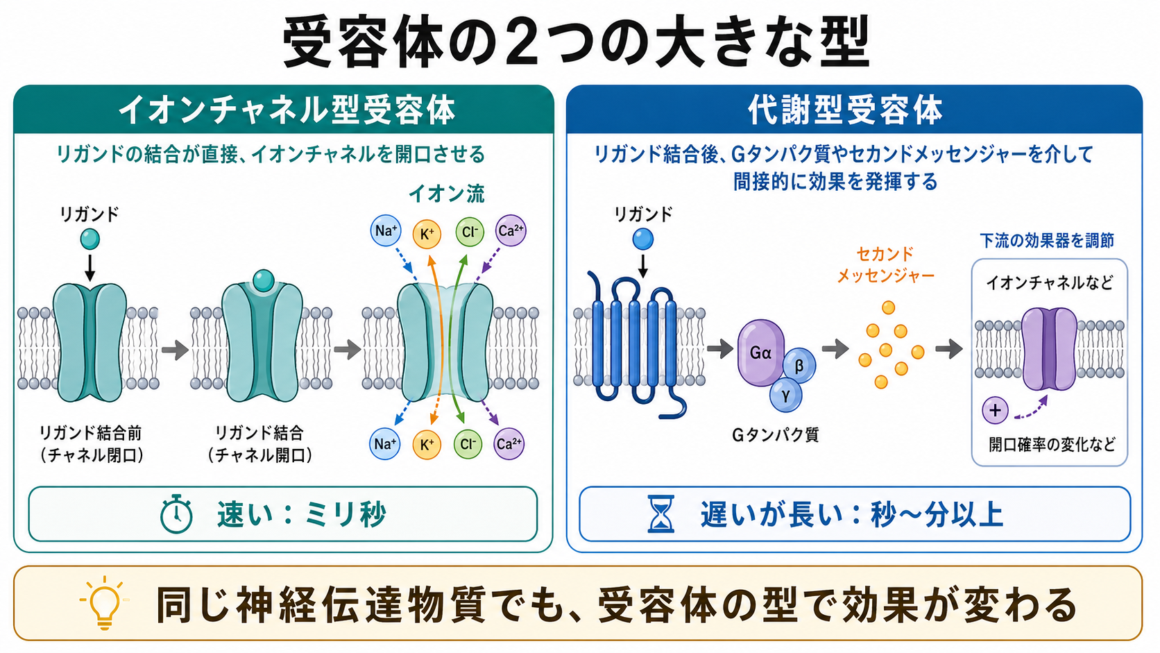 受容体の二大分類を示す概念地図