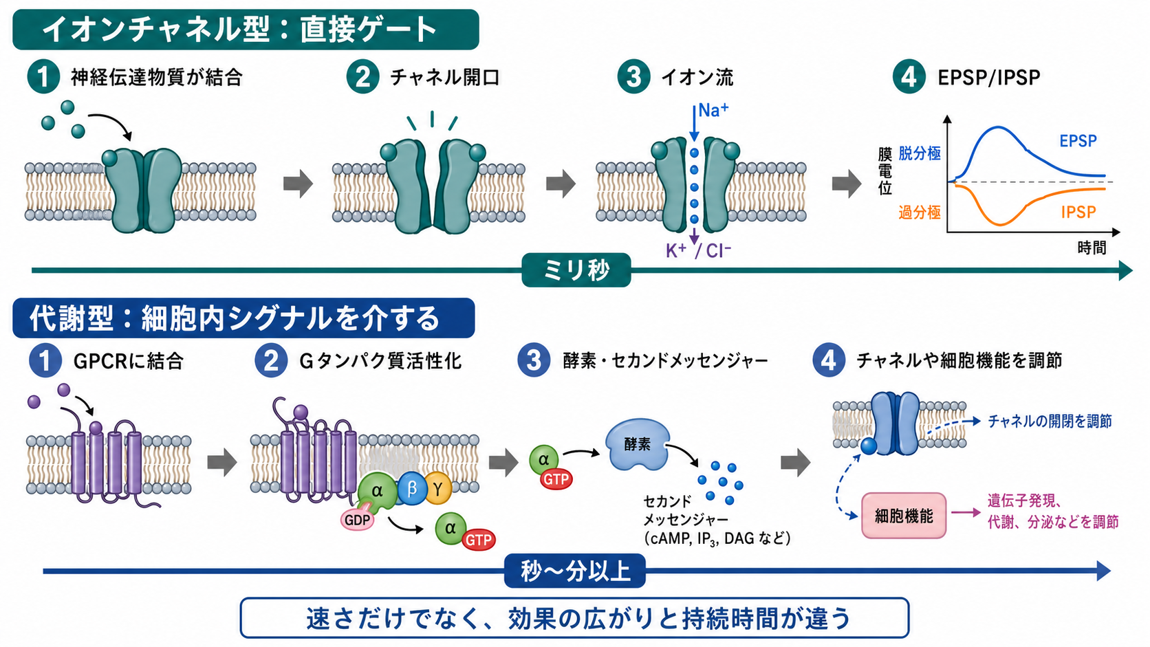 受容体活性化から応答までの時間スケール比較