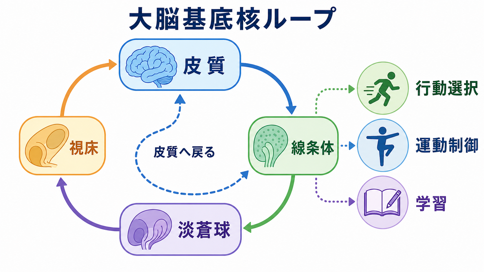 大脳基底核ループの概念地図