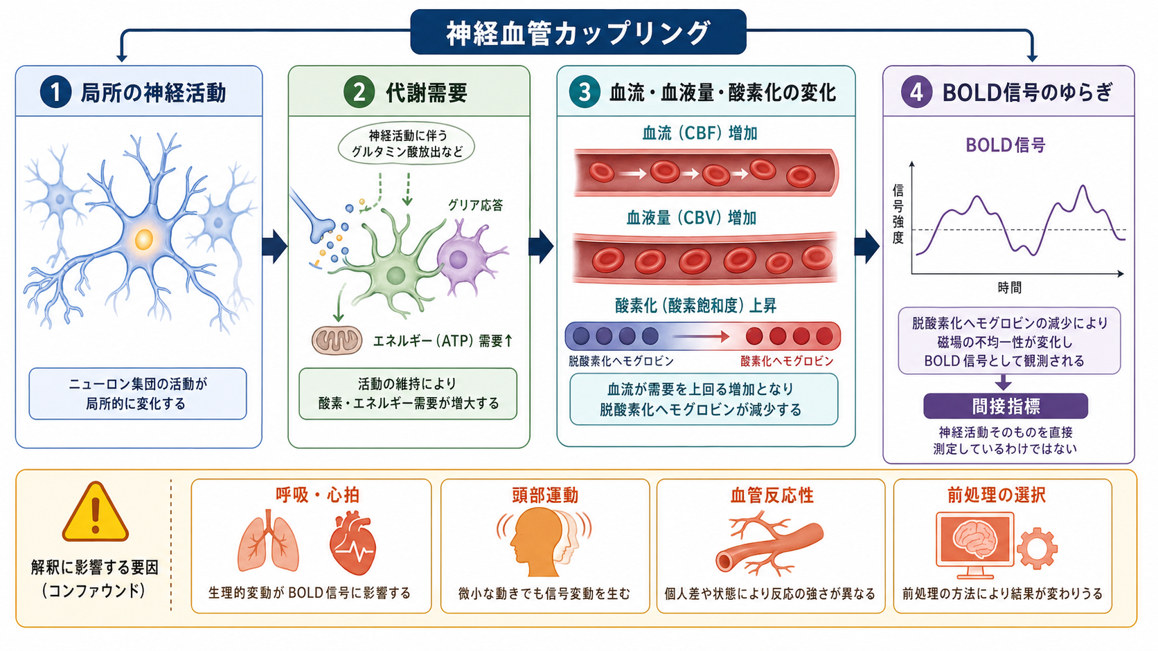 神経活動から血流と酸素化を介してBOLD信号が生じる仕組み