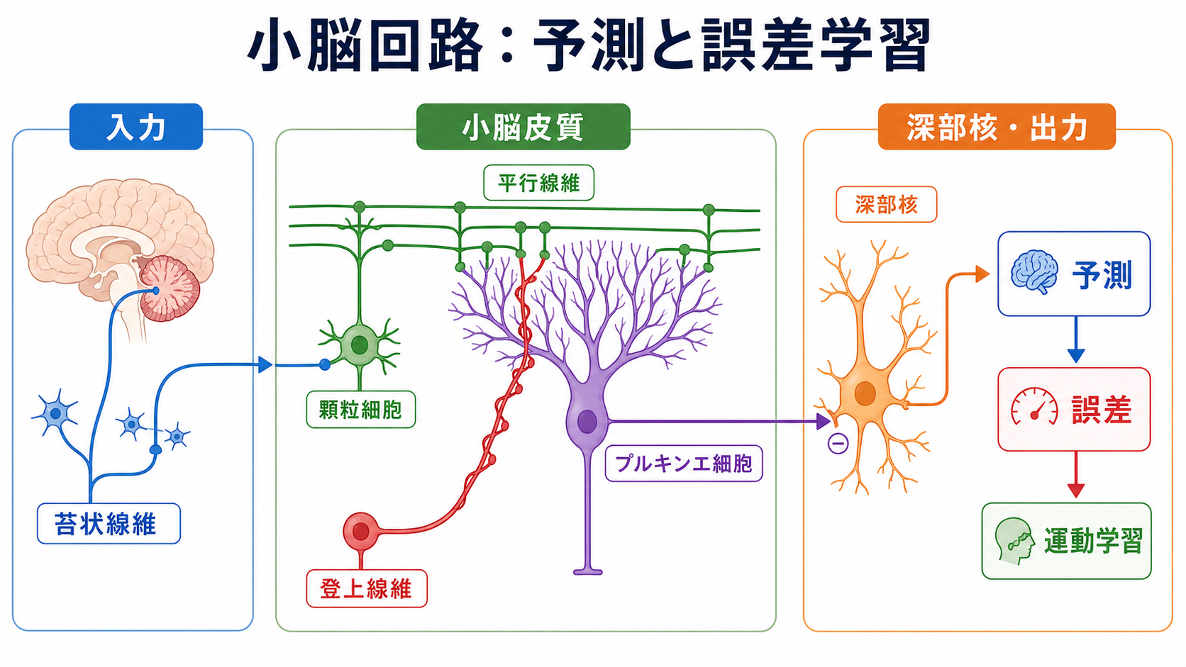 小脳回路の概念地図